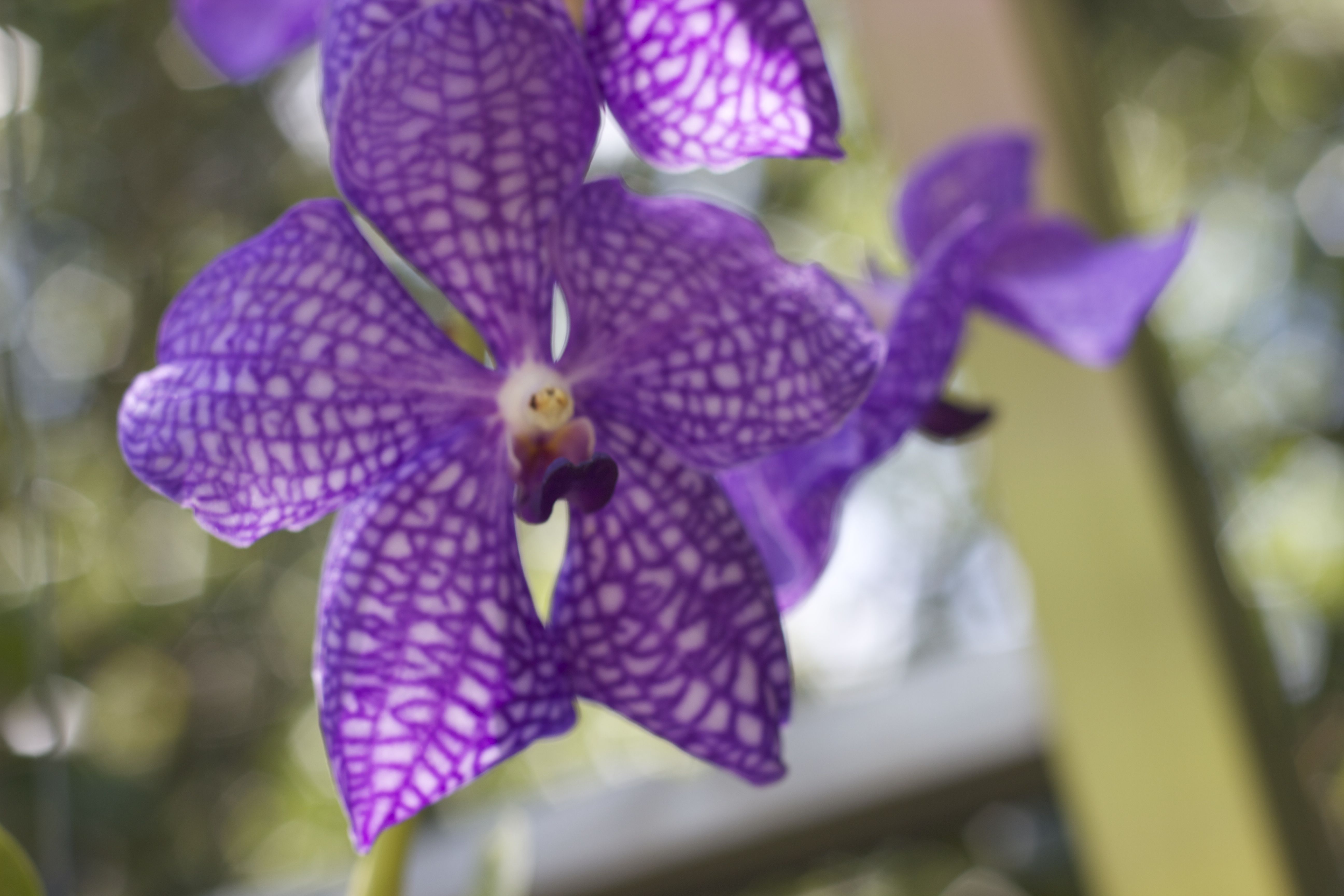 flowers-in-vizcaya-5-shutterbug